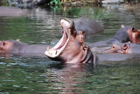 Hippos in Mzima Springs, Tsavo West